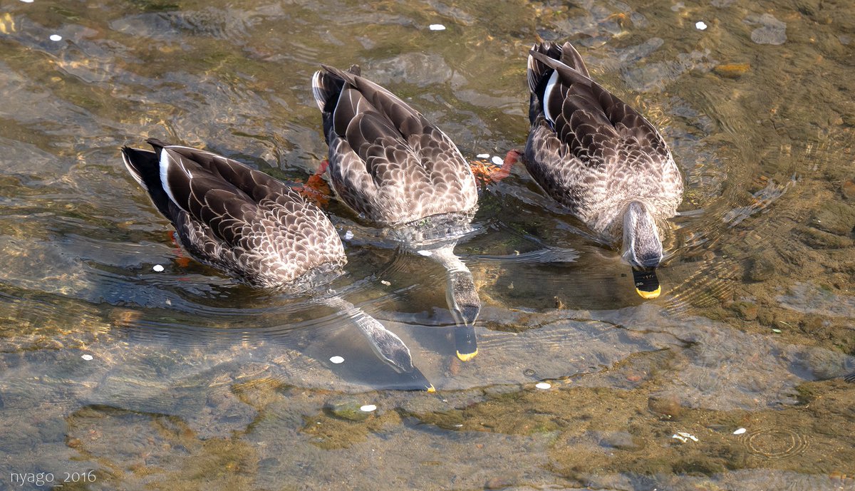 ３羽で仲良く川底を物色してた(ﾟ∀ﾟ)
#カルガモ #SpotbilledDuck #カモ #鴨 #duck #鳥 #野鳥 #bird #wildbird #水中
