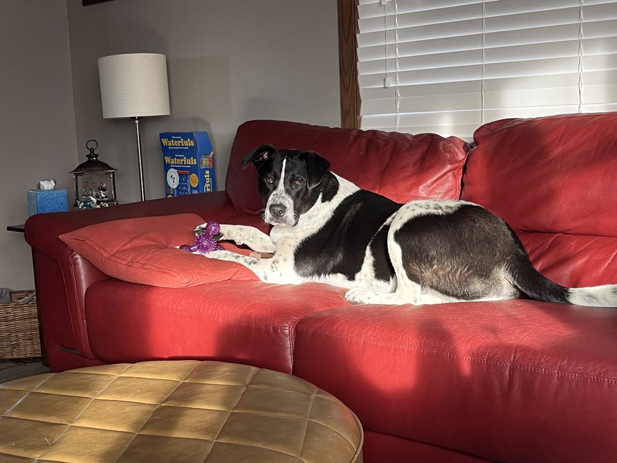 MurphyBoy2020's tweet photo. I have been sad since my brother went over the rainbow bridge last year, and sissy followed last month. But mom let me have Tommy come stay, she says he is a giant puppy, but he looks like a cow to me. I FINALLY get to herd. 🤩#herdingdog #dogsoftwitter https://t.co/cDfiJBcbB3