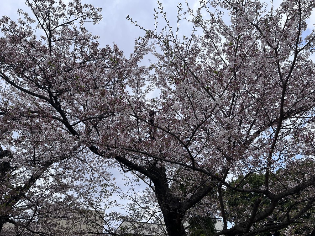 F_kenn_desu's tweet photo. 一年生のみなさんご入学おめでとうございます！✨
質問などございましたら、サークルのこと以外でもお答えしますから、DM、リプにてどうぞ〜 https://t.co/aGUkZ5KO2f