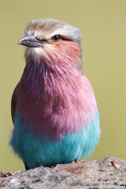 birdsrightsactivist tweet media