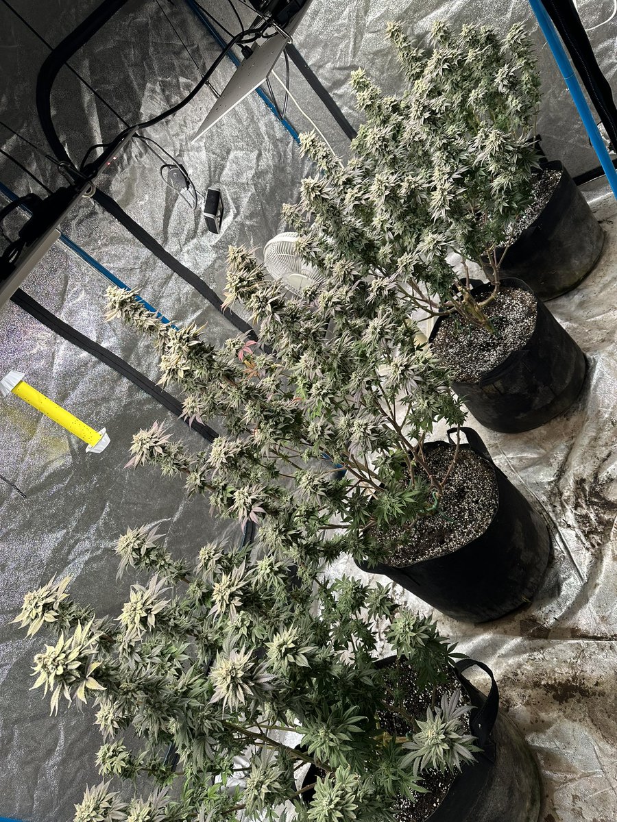 Today ends week 9 of bloom. 

Will be chopping in 7 days, and they should be dry and ready to sample on 4/20. 

Impeccable timing.