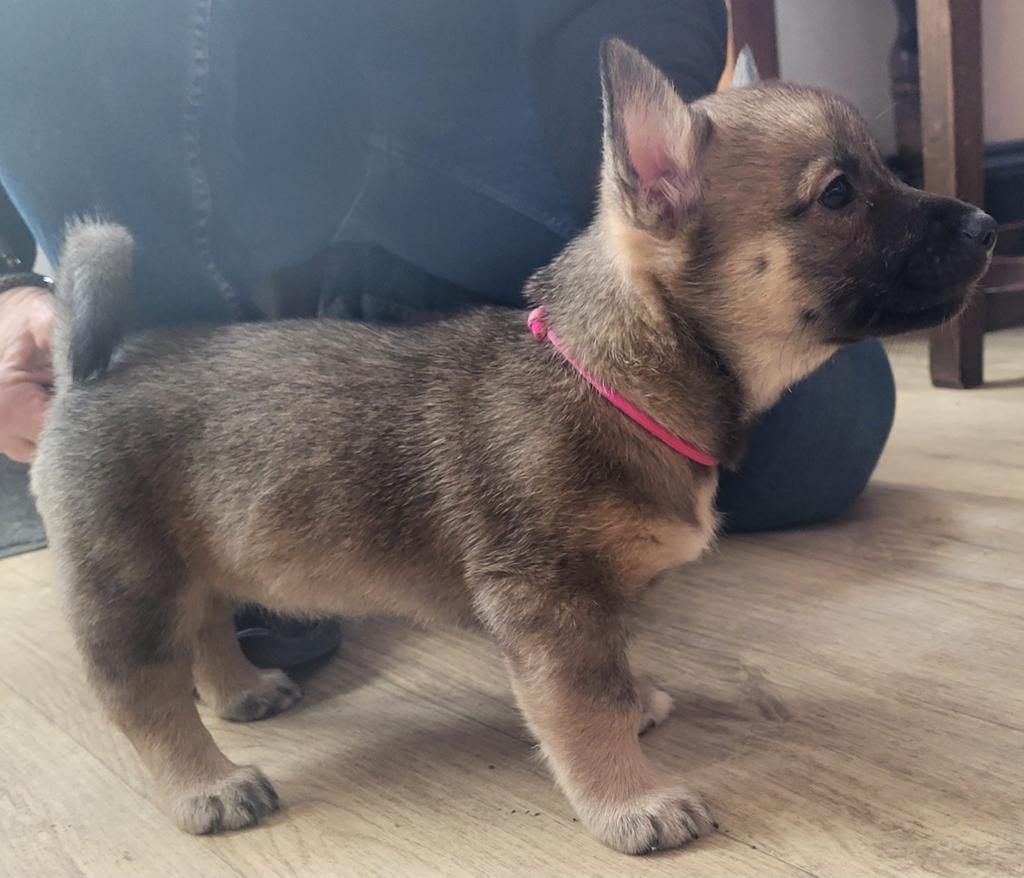 CookermanDave's tweet photo. A new addition.....Freyja https://t.co/YyxDiaWdRj