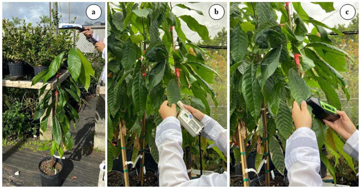 DrKhoddam's tweet photo. Latest publication on Best Nitrogen Management Practices Using Sensor-Based Smart Agriculture in Nursery Production of Cacao.  https://t.co/jN5fJc6Ikx #cacao #algaebloom #cashcrop #horticulture #opticalsensor #precisionag #bestmanagementpractices #runoff #smartagriculture https://t.co/bnHLOJeM68