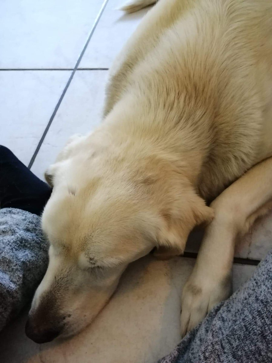 Caro_plays's tweet photo. You can be at peace now you beautiful soul. Thank you for being my best friend ❤️ https://t.co/GWLoAFhlsG