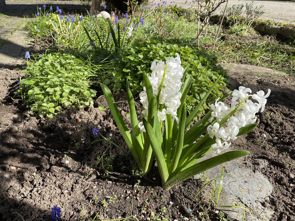 ludolphus's tweet photo. Been gardening today. Being different kind of #xen โ
๐งโโ๏ธ #HamKaas ๐ https://t.co/isobbPF9s4