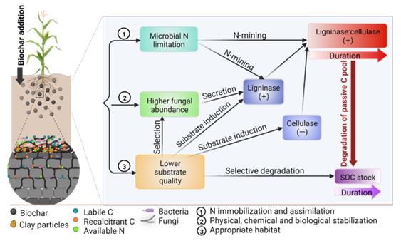 chenji001's tweet photo. We built a global database with more than 900 observations. Our results showed that soil carbon storage from biochar addition falls over time. Soil extracellular enzymes may play crucial roles in mediating soil carbon storage.

https://t.co/HNOHPmtTH7 https://t.co/KE5uS5f33m