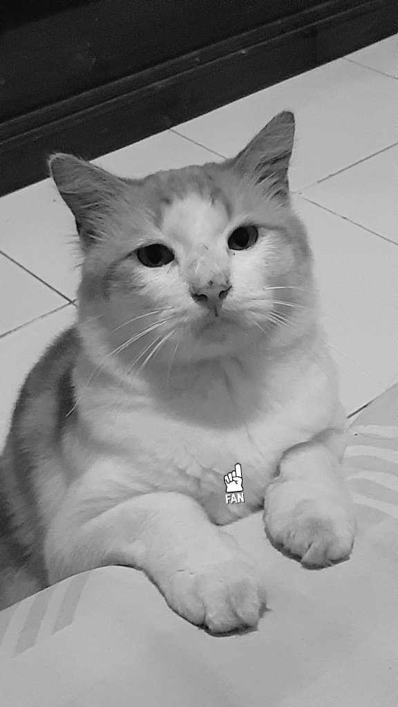 soroayam's tweet photo. Si paling lucu😺 https://t.co/ddWISWP9UI