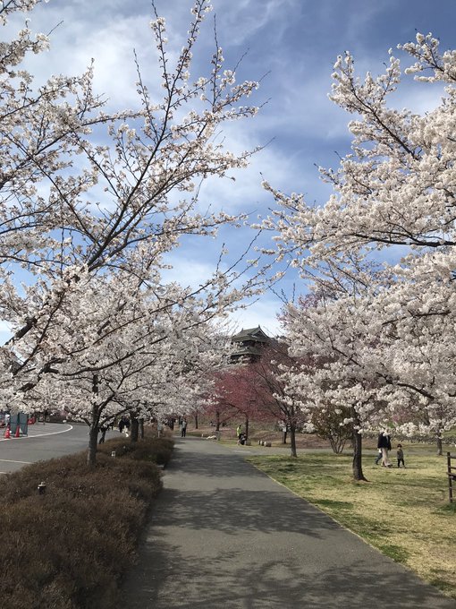 上田城跡公園は桜がすごく綺麗でした！櫓の中も拝観できるのですが、合戦の様子を今に伝えていて興味深いです。上田に来るのは2