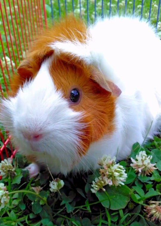 ruben_corella's tweet photo. #feliztarde #felizdia #hello #hellogorgeous #HappyHolidays #rabbit #comejo #pets #cute #cutepets #cuties #prettyface #greatmoments #AnimalRights #animallove #AnimalRights https://t.co/J1x3HmvAPB
