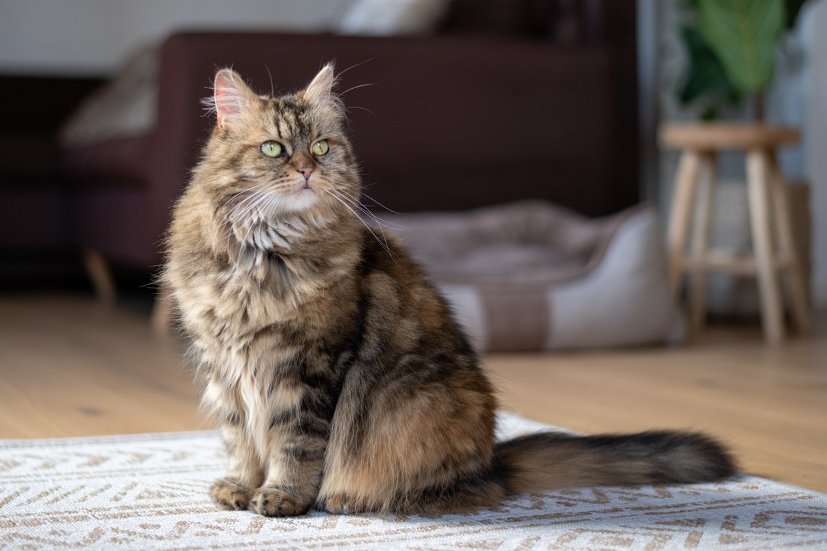 🦁 Maine Coons: Gentle Giants with Hearts of Gold 💛 These magnificent creatures with tufted ears and bushy tails bring us endless love and smiles. #MaineCoonLove