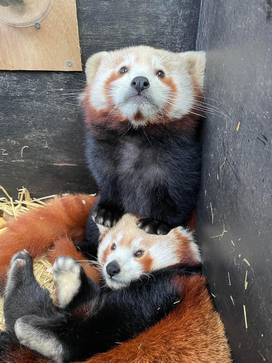 WelshMountainZo's tweet photo. Sunday playtimes are the cutest 🥰

#RedPandaPlayTimes #RedPandaFamily #SupportingConservation #WelshMountainZoo #NationalZooOfWales #Snowdonia360 #TenTop https://t.co/Das7D5iDpD
