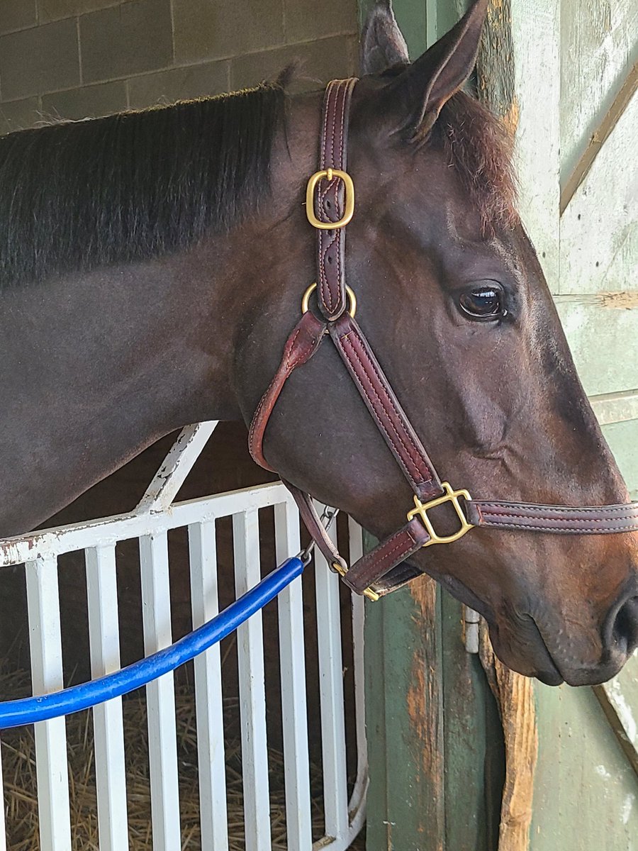 TocoDinero's tweet photo. Just cause my name may imply it, I don't need a wet track. Resting up for the Kentucky Oaks #KentuckyOaks #BradCoxRacing https://t.co/CBWfxczabX