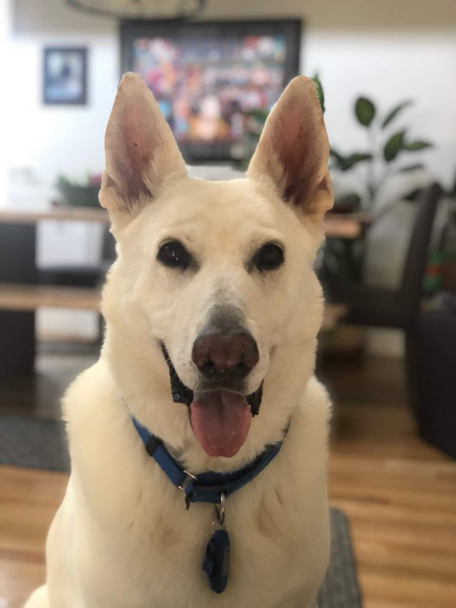 mngalal's tweet photo. @AudacityofGoats the dog lover you are,  i wanted to tell you my son and his wife had to put down this beautiful dog on Wed. Got sick 10 days prior with Aspiration Pneumonia and couldn't recover. He was hospitalized, he had been struggling.  We are heartbroken. https://t.co/dlcPdicmQJ