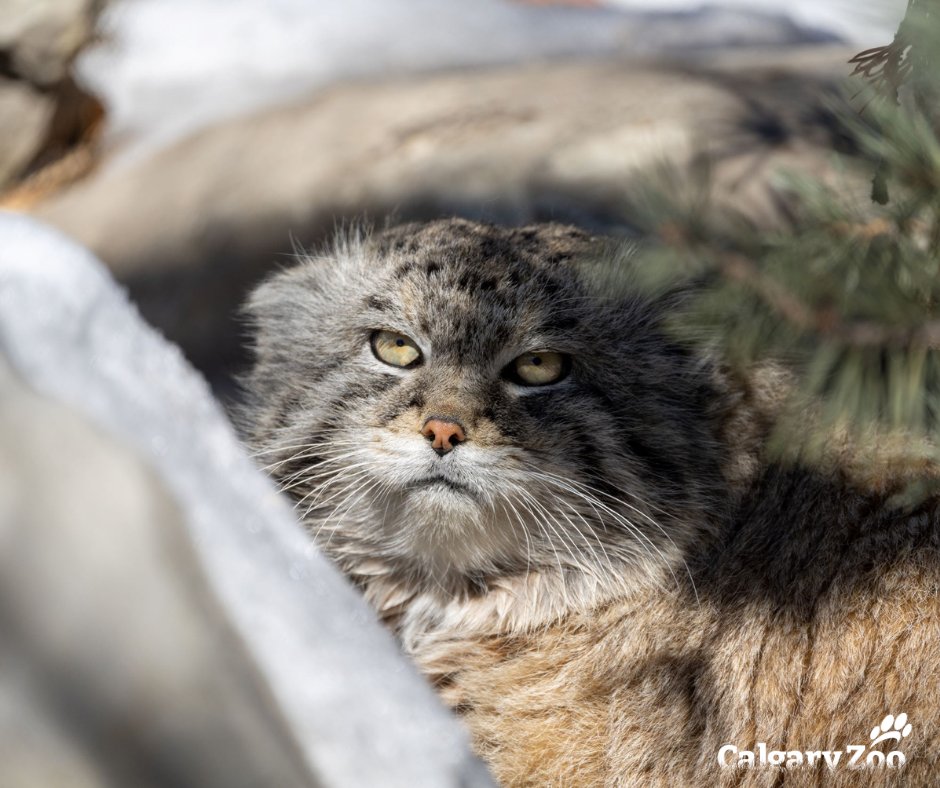 #ThatFeelingWhen someone wakes you up early on a Sunday morning...  

#YourZooYYC