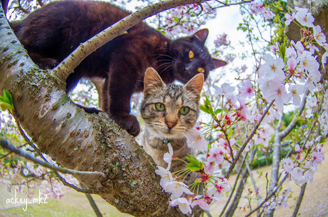 InnovativeCat22's tweet photo. 花よりにゃんこ https://t.co/Pq3YaaUQ3D