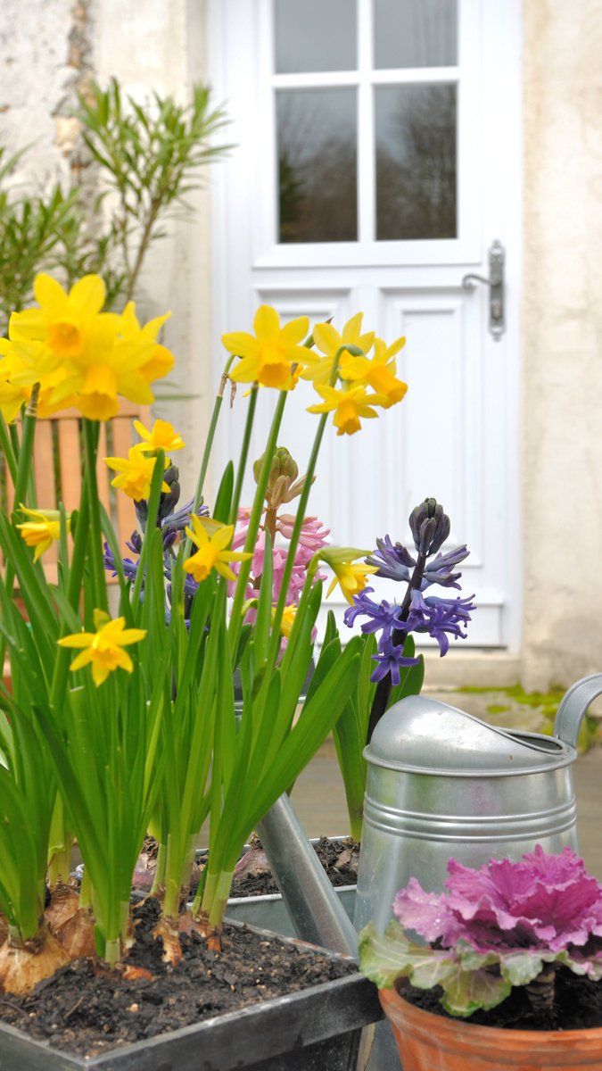 SharonBassTXR's tweet image. Outdoor activities? Yes, gardening. That counts, right? You and your flowers must stay hydrated. Have fun! #ilovespring #gardening #weekendvibes #weekend #sunny #staysafe #stayhydrated #sanantonio #sanantoniotx