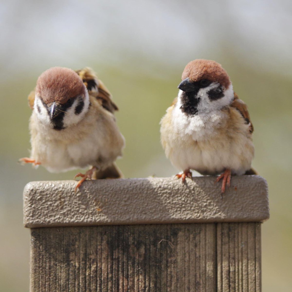 かわいすぎ

#雀 #スズメ #すずめ #sparrow #鳥 #小鳥 #野鳥 #スズメギャラリー #スズメ写真集 #bird https://t.co/MtdqCP9LdY