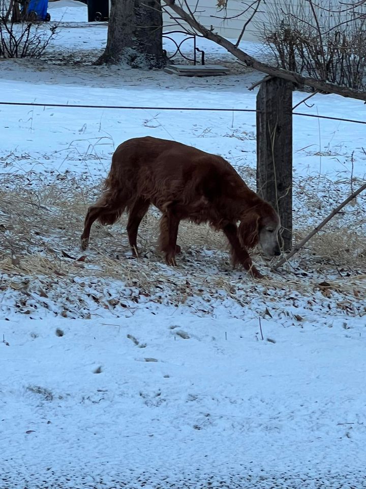 LOST PETS YYC tweet media