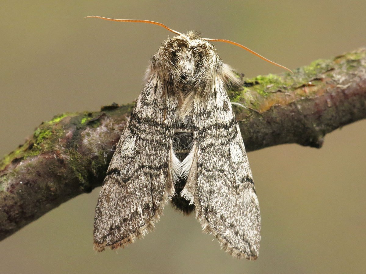 Panjan1972's tweet image. Lente-orvlinder (Achlya flavicornis) in de tuin. Mooi beest. #nachtvlinder #moths #insecten #nature @Nachtvlinders @volgdenatuur @NatureTodayNL @waarneming