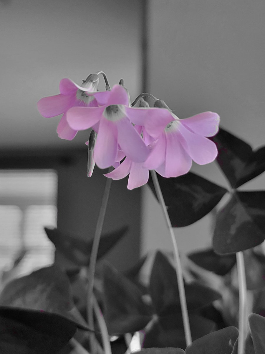 jen_deslauriers's tweet photo. Love this so much 😍 #flowers #spotcolor #photography #Samsung https://t.co/Gp7UcdchSD