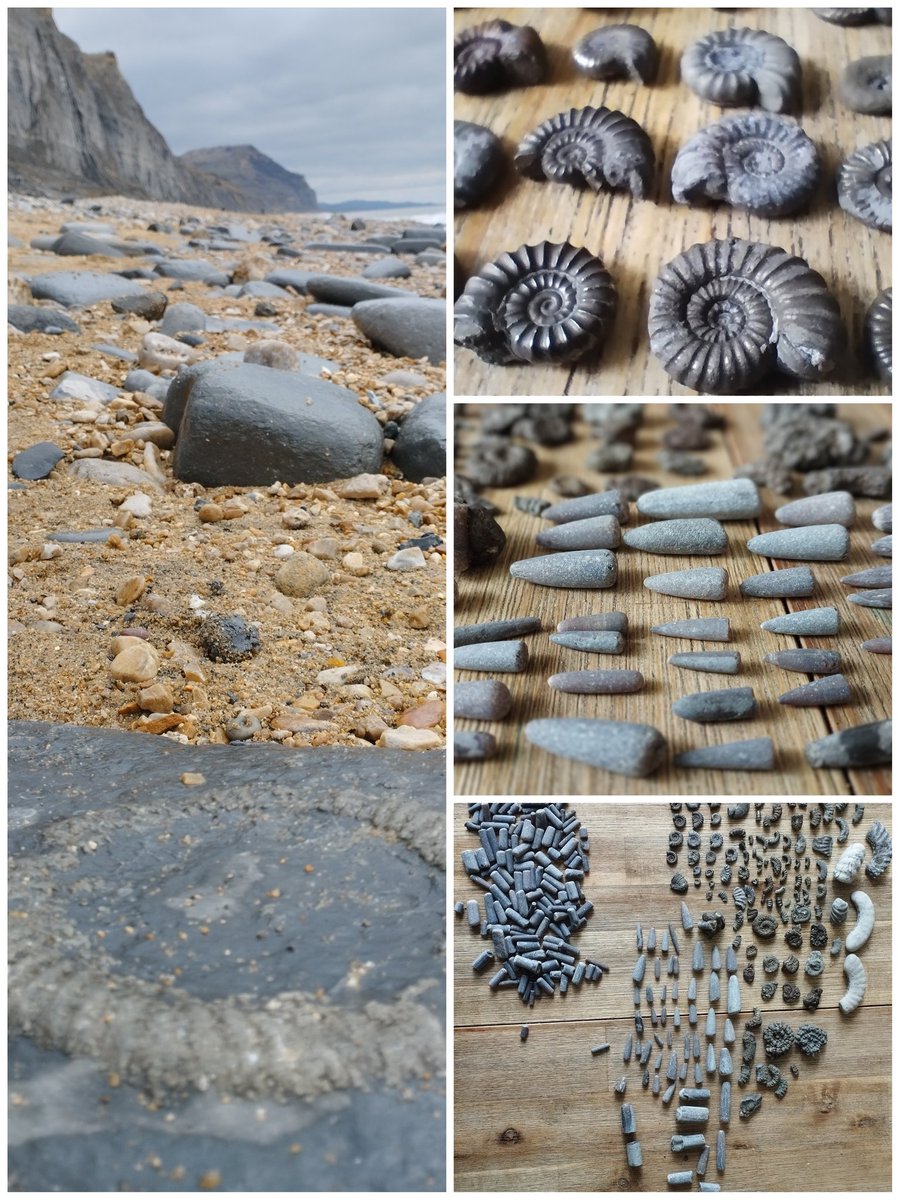 Amazing day at Charmouth beach - successful fossil hunting!!
#fossilhunting #charmouthbeach #ammonites #belemnites