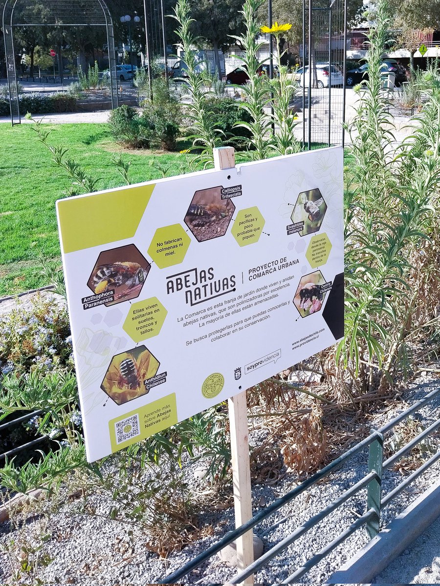 AbejasDeChile's tweet image. Estamos muy emocionados de anunciar que la Comarca Urbana en Plaza Loreto Cousiño, comuna de Providencia,
Este proyecto innovador ha superado nuestras expectativas. Se han establecido varias especies de abejas nativas, otros polinizadores y controladores biológicos
1/3