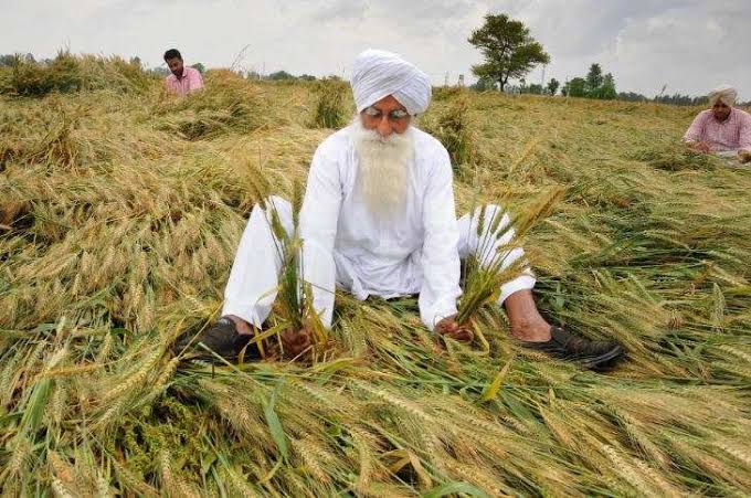 Saurabh41948682's tweet photo. Farmers in Haryana are facing yet another crisis due to the rain wreaking havoc on their crops. #HaryanaFarmers #WeatherCrisis #WeatherAgricultureFarmers #WeatherAgricultureFarmers @Sourabh83701948 https://t.co/j4P7VISRYq