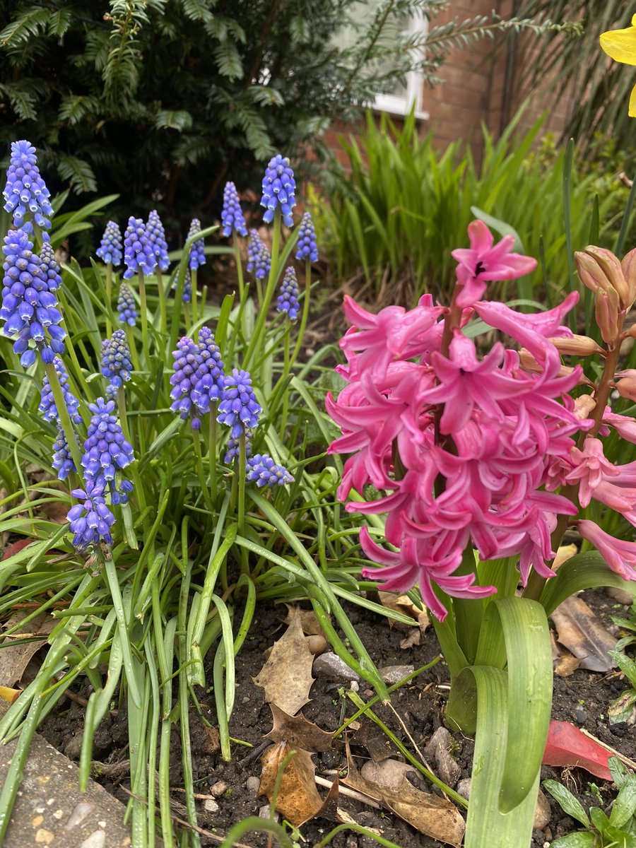 New additions to my front spring display this year: Hyacinths 😍 🏡 

#GardeningTwitter #GardenersWorld