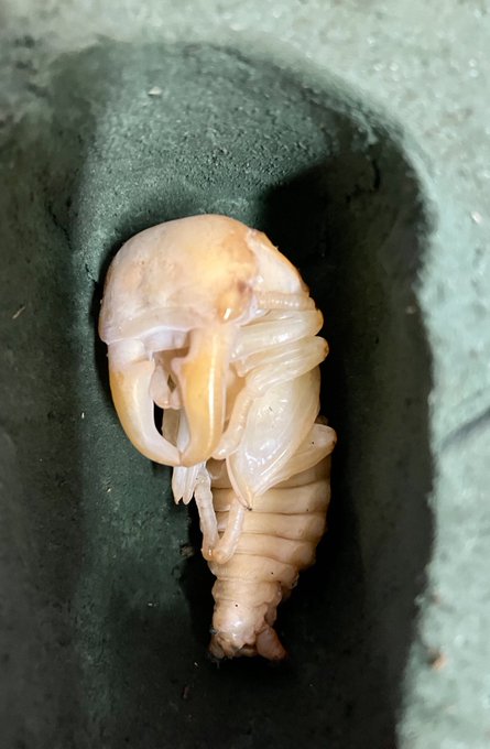 デカい…上手く羽化できるといいな🥹 