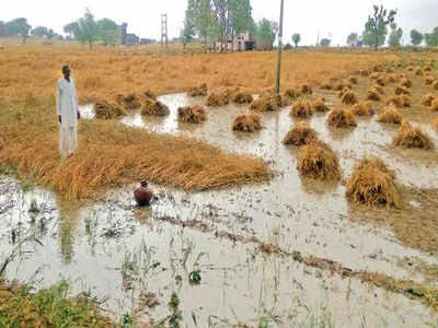 Sourabh83701948's tweet photo. "The recent rainfall has once again highlighted the vulnerabilities of our agriculture sector and the urgent need for climate-resilient farming practices. Let's support our farmers and push for change. @Sourabh83701948
#WeatherAgricultureFarmers https://t.co/DZ46ZKqW40