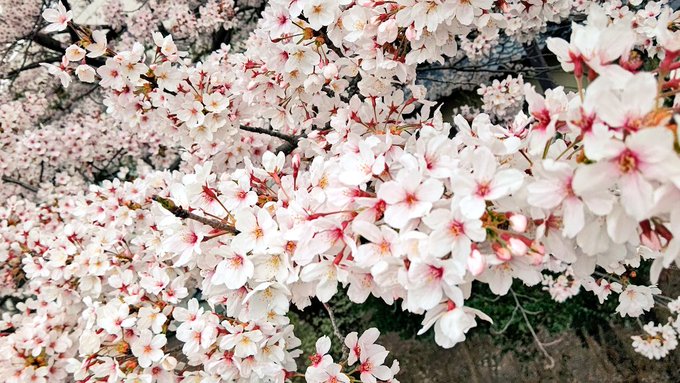 花に埋もれてるみたいな写真が撮れた 