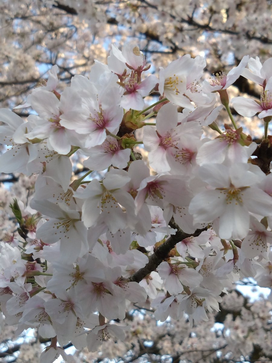 こんばんは〜🤗 今日も一日お疲れ様です🍵💕 昨日、桜みてきました🌸