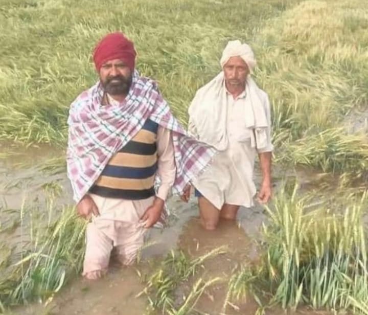 Roopgil582's tweet photo. #https://www.hindustantimes.com/india-news/rain-hailstorm-damage-wheat-crop-in-key-states-101679250237652.html https://t.co/kqg5qiiK3v