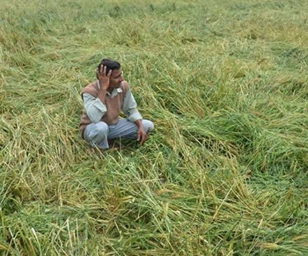 Roopgil582's tweet photo. #https://www.downtoearth.org.in/news/agriculture/unseasonal-rains-hailstorms-damage-over-18-000-hectares-of-agricultural-land-in-maharashtra-88309 https://t.co/AZQXXLA0V8