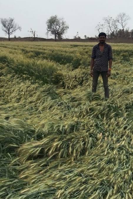 mani19909's tweet photo. #https://www.ndtv.com/india-news/unseasonal-rain-destroys-crops-across-states-3879671 https://t.co/H6SgPeAR8D