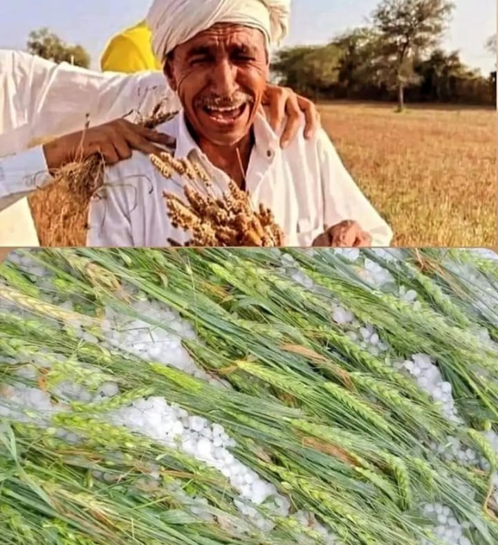 mani19909's tweet photo. #https://www.downtoearth.org.in/news/agriculture/unseasonal-rains-hailstorms-damage-over-18-000-hectares-of-agricultural-land-in-maharashtra-88309 https://t.co/j2m6EO5jLw