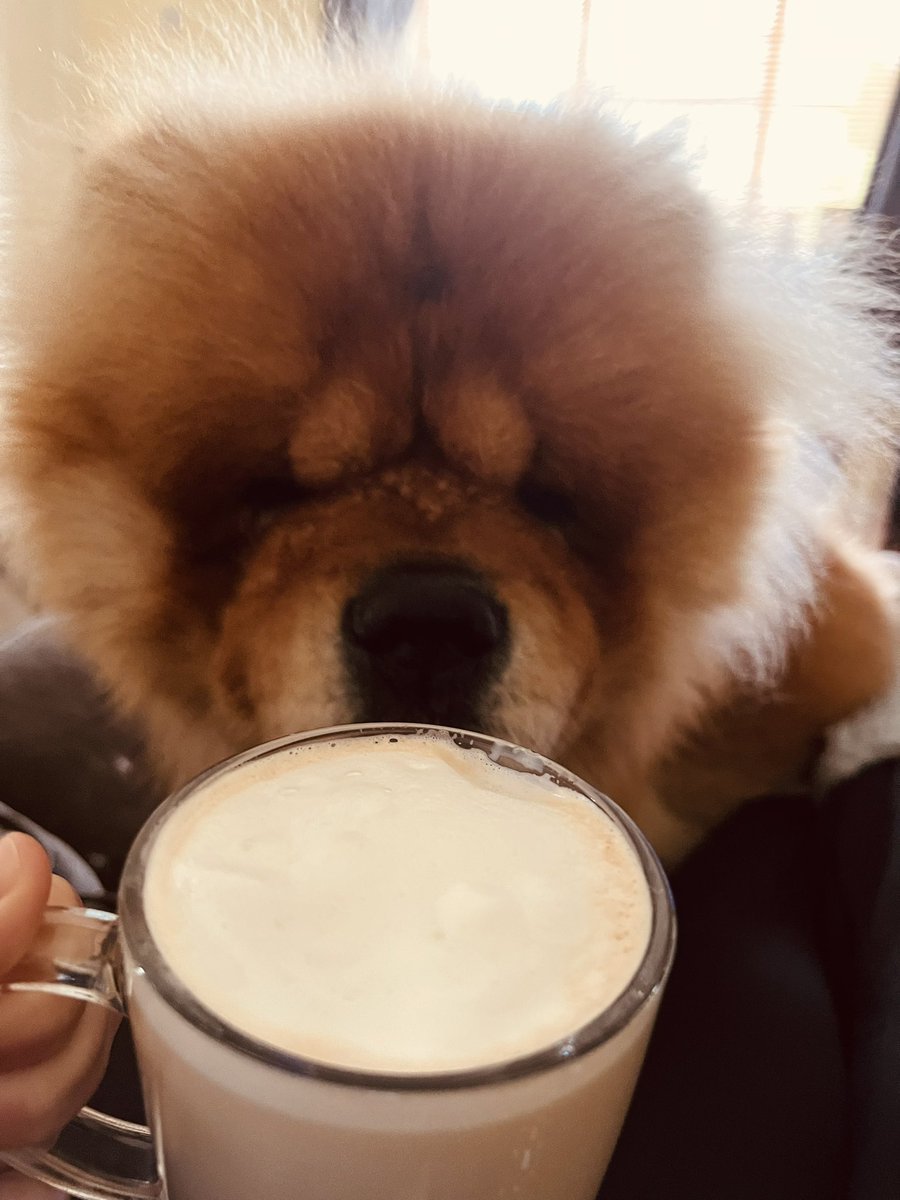 ChowchowSimba's tweet photo. I love weekends with my hooman, I basically sit and watch for any moment she eats or drinks without me 😬🐾💙

#DogsofTwittter https://t.co/UcLlK51flS