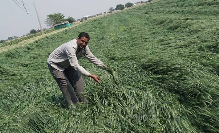 aar9v's tweet photo. Let's show our support for farmers in Haryana who are working hard to feed the nation despite the challenges they face. #SupportFarmers #WeatherAgricultureFarmers https://t.co/kmQxaeNFkw
