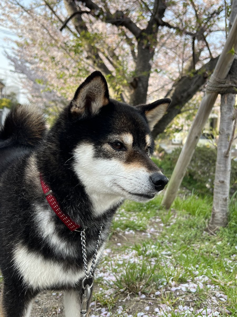 もう散り始めたね🌸