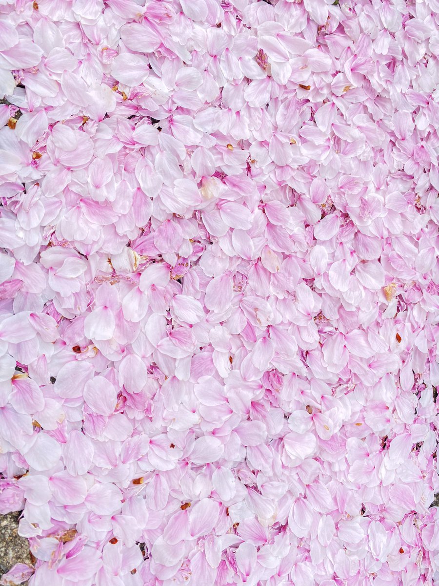 「今日は花や海や自然と接して充実したなあやはり自然の恵みは大事だ 」|あおすな🐈‍⬛🐈🌸4/23西海の暁サークル参加のイラスト