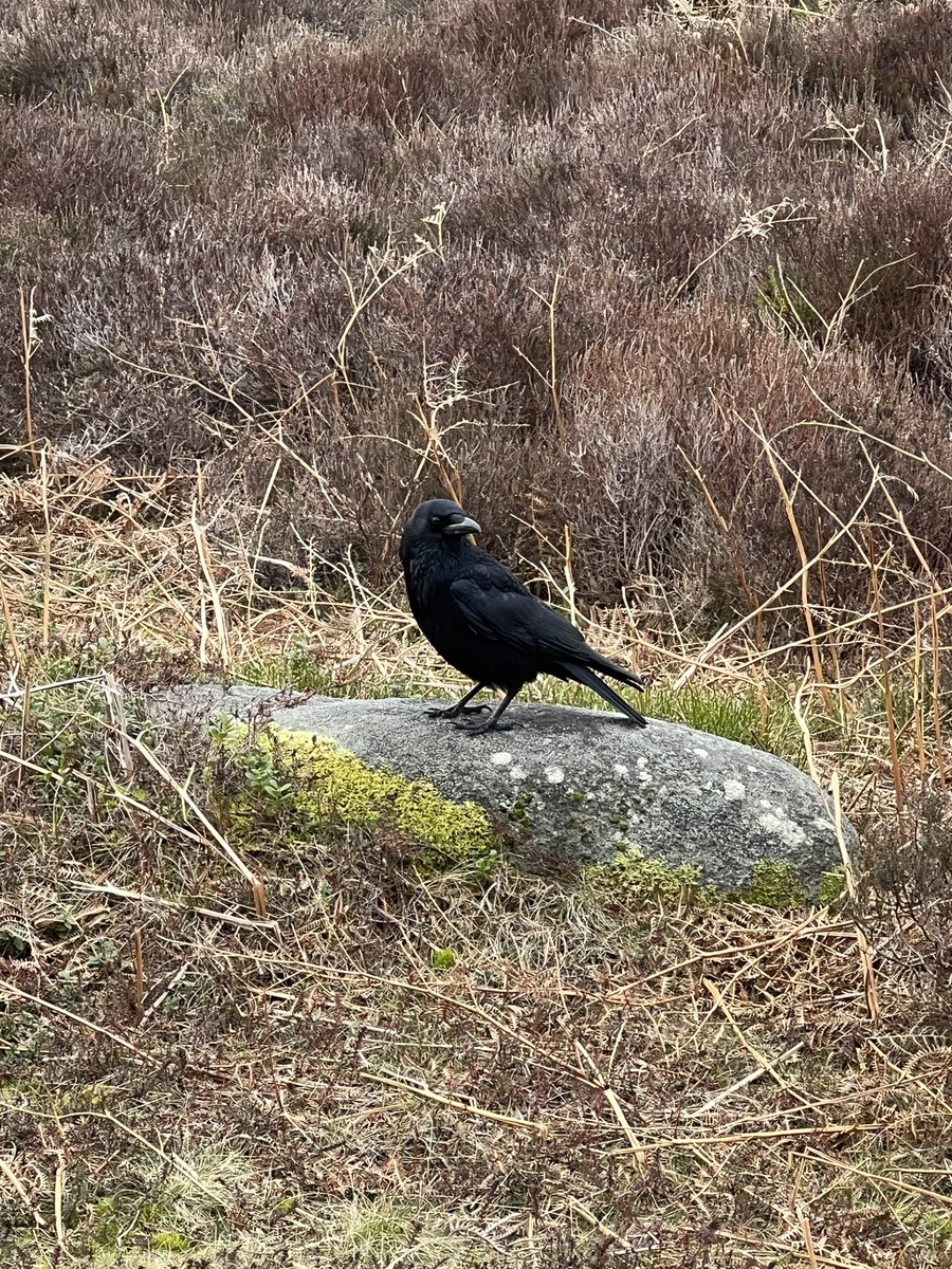 frizma's tweet photo. Nice Sunday walk out again, a little rocky and muddy but lots of hidden spots to explore #peakdistrict #walking https://t.co/NM4IBKrW2I