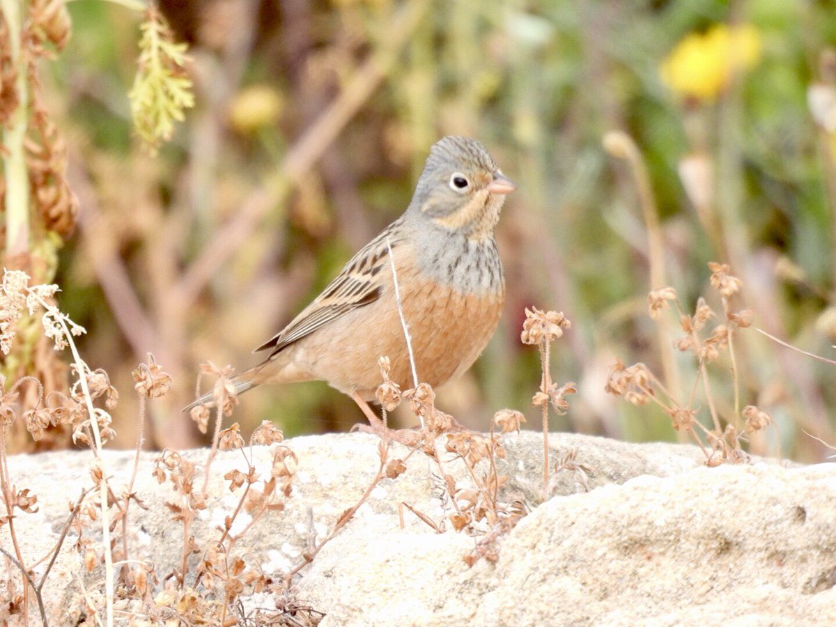 GlosterBirder tweet picture