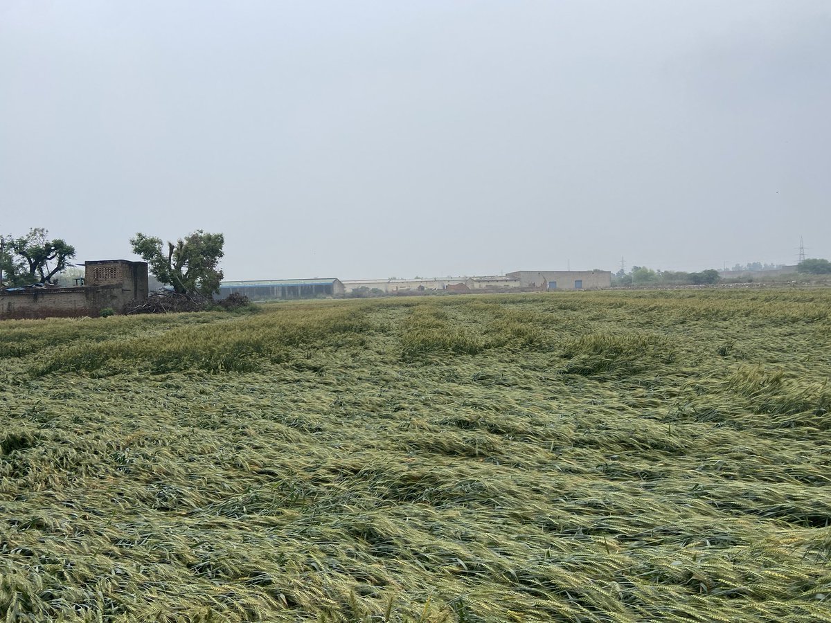 mann0422222222's tweet photo. @AtishiAAP Sir please give Delhi farmers some compensation , because there is almost 85 percent damage to wheat crop due to this rain as other states are helping farmers, it’s a humble request from a child of a farmer to help Delhi farmers 🙏🙏🌾🌾🇮🇳 https://t.co/OKNsllIA6t