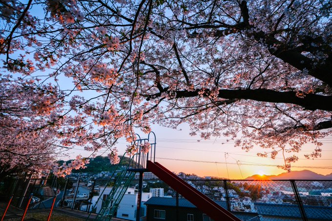 夕陽に色づく桜#色づく世界の明日から 