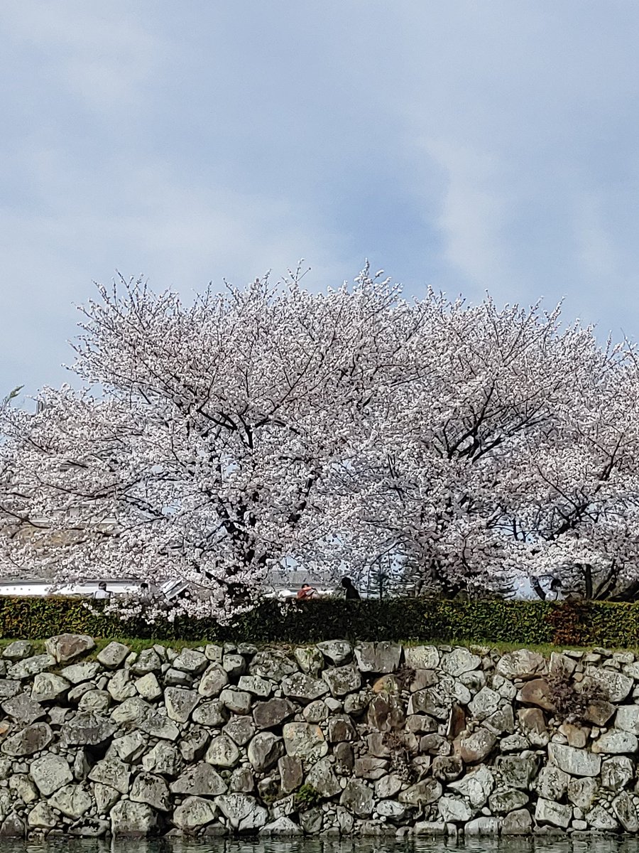 姫路城🏯
桜満開🌸