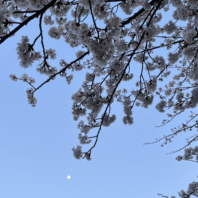お散歩してきた。桜と月がきれいだった。月を見ると戀が聞きたくなっちゃう増田さんの歌声が恋しいよ明日のweeeekの歌唱楽