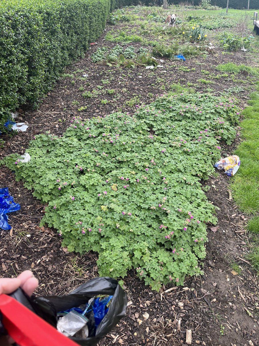 lillai23_'s tweet photo. Picking up rubbish in a local park while my dogs have a run about & the more I get the more appears. Please stop it u dirty fuckers #leavenotrace #useabin https://t.co/3opy7hr8Ti