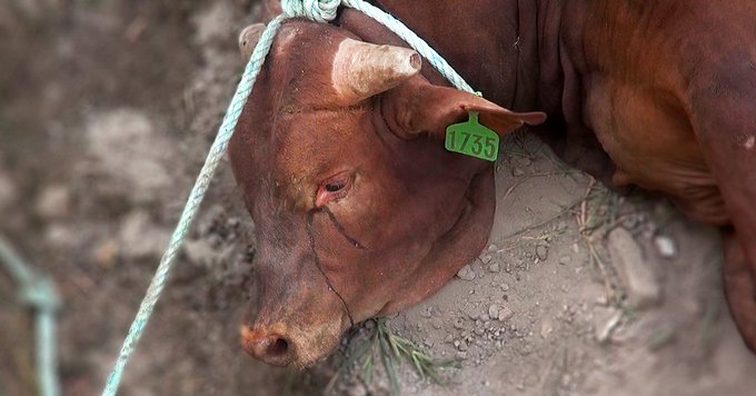 Paul_Vegano's tweet photo. “The awful wrongs and sufferings forced upon the innocent, helpless, faithful animal race, form the blackest chapter in the whole world's history”― Edward F.

Stop Supporting Animal Cruelty
GoVegan🌎🌱

#AnimalRights #GoVegan #EndSpeciesism #Vegan #RosesLaw https://t.co/W59DnicKwW