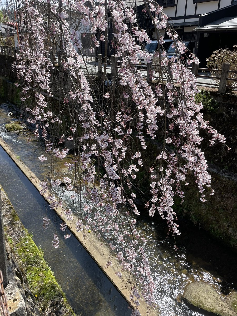 SepChika's tweet photo. 今日もいいお天気で、図書館の帰り桜を見ながら散歩してきました。帰ってからバタバタと衣替えも完了！ https://t.co/SenKRrgmrO
