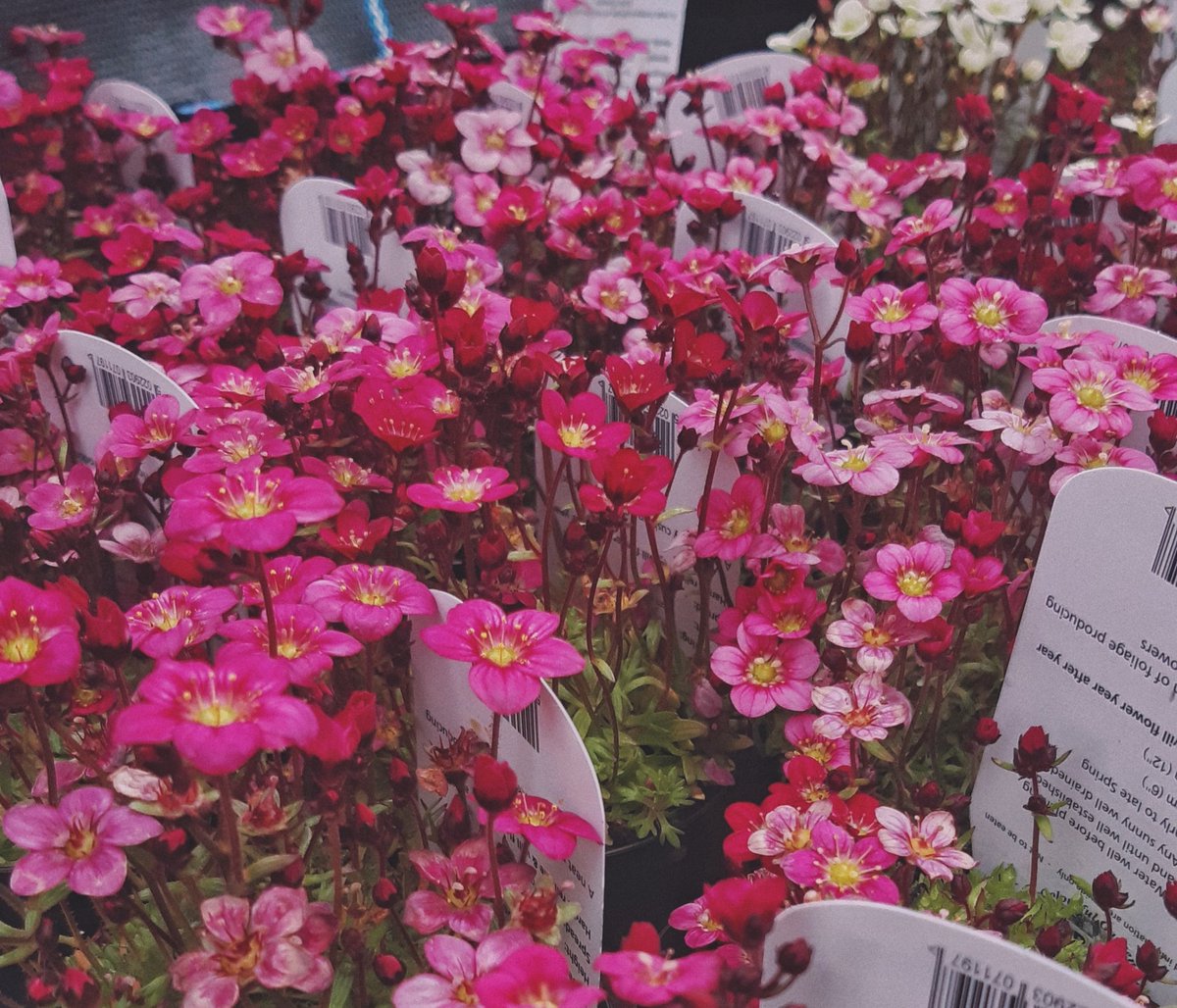 Enola_Sketches's tweet image. Me? I&apos;m at the garden centre taking 18,274 reference photos I&apos;ll never use because literally all flowers are amazing 😍🤦🏻‍♀️ #artistproblems